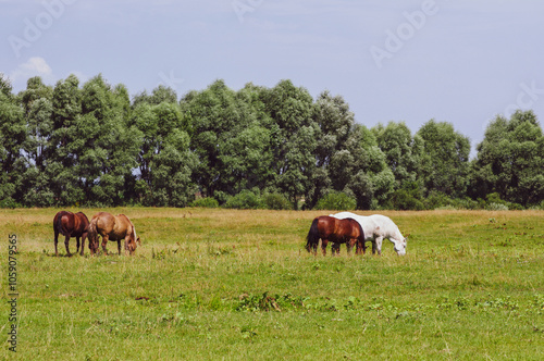 Horses graze on a green meadow on a summer day. Grazing domestic horses 