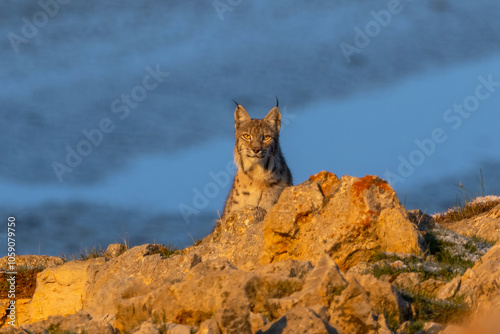 Eurasian Lynx taken in Aladag Mountain in Türkiye. photo