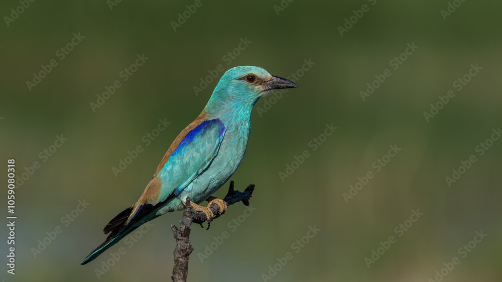Fototapeta premium European Roller