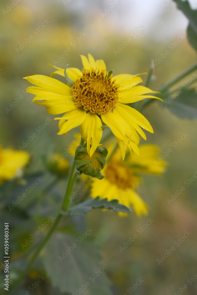 Golden Crownbeard (Also called Golden Crownbeard, Copen Daisy, golden crown beard) in the nature, Golden Crownbeard Flower closeup,Beautiful yellow flower closseup in nature Chakwal, Punjab, Pakistan Golden Crownbeard (Also called Golden Crownbeard, Copen Daisy, golden crown beard) in the nature, Golden Crownbeard Flower closeup,Beautiful yellow flower closseup in nature Chakwal, Punjab, Pakistan