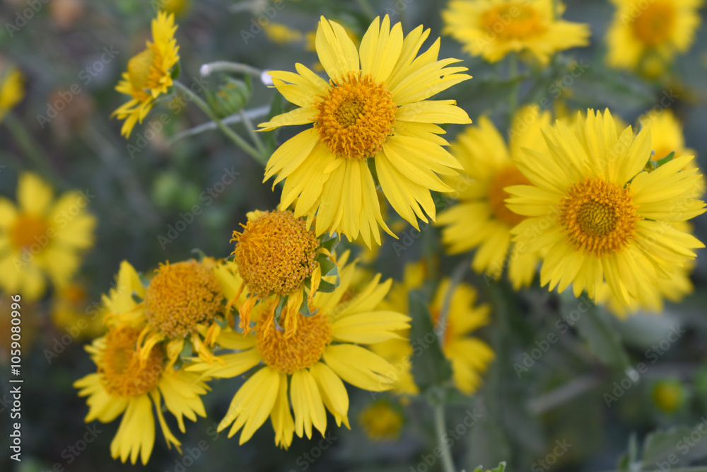 Golden Crownbeard (Also called Golden Crownbeard, Copen Daisy, golden crown beard) in the nature, Golden Crownbeard Flower closeup,Beautiful yellow flower closseup in nature Chakwal, Punjab, Pakistan Golden Crownbeard (Also called Golden Crownbeard, Copen Daisy, golden crown beard) in the nature, Golden Crownbeard Flower closeup,Beautiful yellow flower closseup in nature Chakwal, Punjab, Pakistan