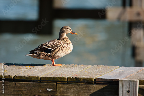 Female mallard enjoying the harbor pier in mid-winter at Port Washington harbor, Port Washington, Wisconsin photo