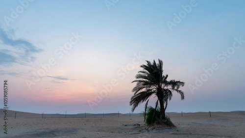 4K Time lapse of sunset sunrise with beautiful date palm tree in the desert sand dune Oasis.