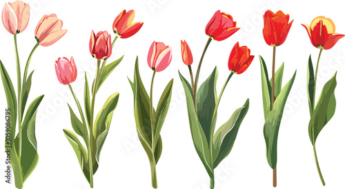 Set of beautiful colorful spring tulips on white background. Botanical tulips watercolor vector illustration. Spring composition for greeting cards, holidays