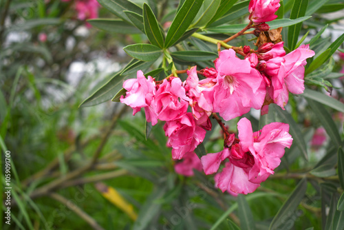 Nerium oleander in bloom, Pink siplicity bunch of flowers and green leaves on branches, Nerium Oleander shrub Pink flowers, ornamental shrub branches in daylight, bunch of flowers closeup photo