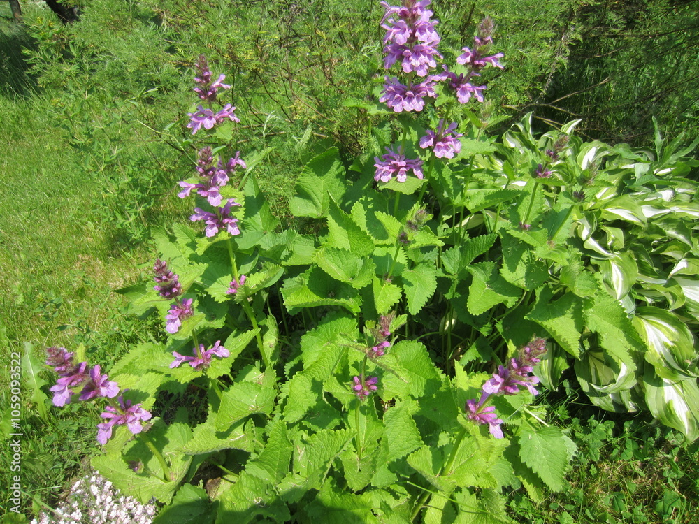 Fototapeta premium Different Macro Flowers during summer time in Belarus
