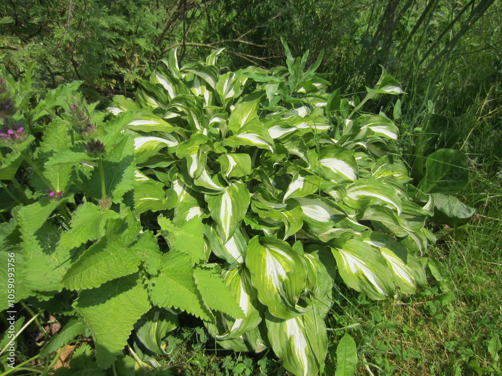 Obraz premium Different Macro Flowers during summer time in Belarus