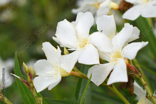 Nerium oleander in bloom, White siplicity bunch of flowers and green leaves on branches, Nerium Oleander shrub white flowers, ornamental shrub branches in daylight, bunch of flowers closeup