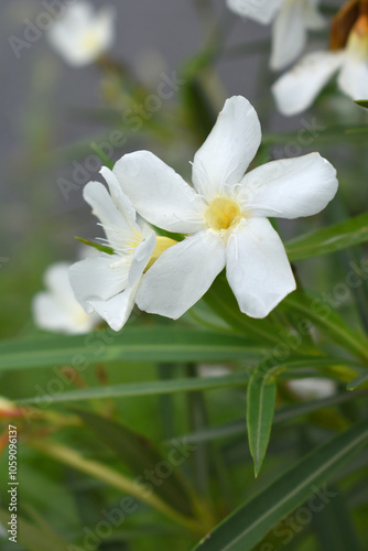 Nerium oleander in bloom, White siplicity bunch of flowers and green leaves on branches, Nerium Oleander shrub white flowers, ornamental shrub branches in daylight, bunch of flowers closeup