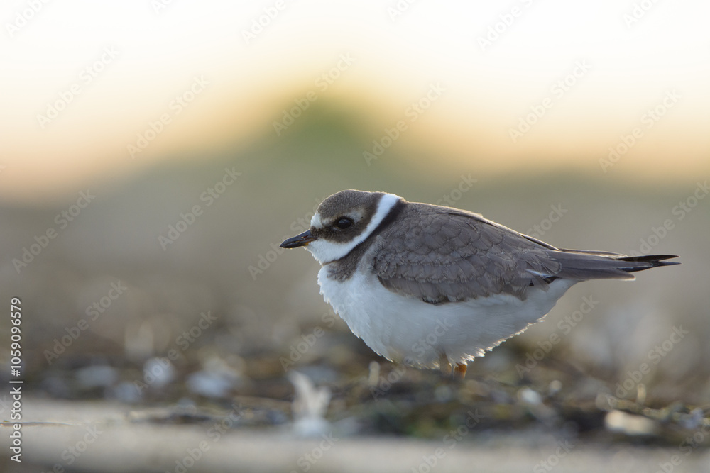 Common ringed plover