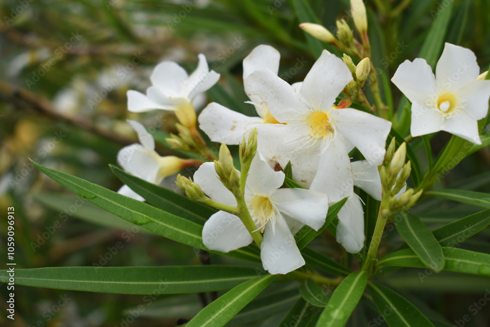 Naklejka premium Nerium oleander in bloom, White siplicity bunch of flowers and green leaves on branches, Nerium Oleander shrub white flowers, ornamental shrub branches in daylight, bunch of flowers closeup