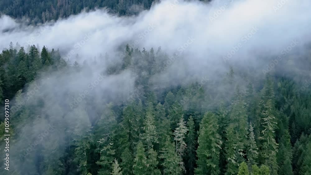 Flying over a fog covered forest in Oregon