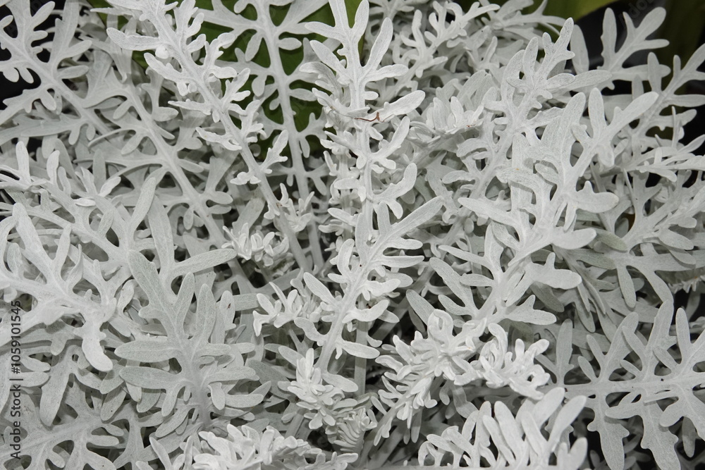 Jacobaea maritima Jacobaea maritima