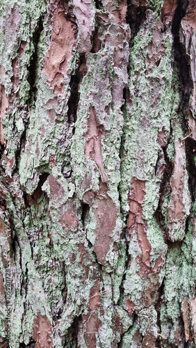 Green moss on the trunks of old pine trees, selective focus photo