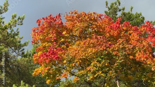 beautiful tree edge, red and yellow autumn tree on sunny day against blue sky landscape