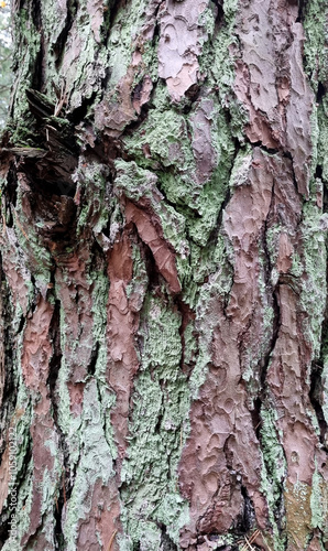 Green moss on the trunks of old pine trees, selective focus photo