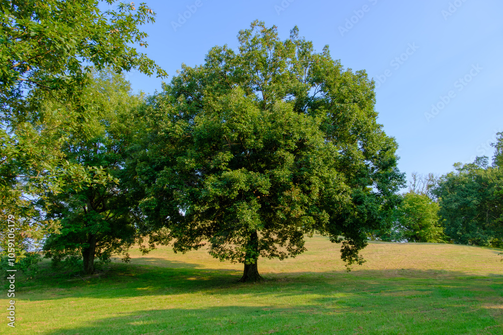 Majestic Tree in Open Green Field on a Sunny Day Majestic Tree in Open Green Field on a Sunny Day