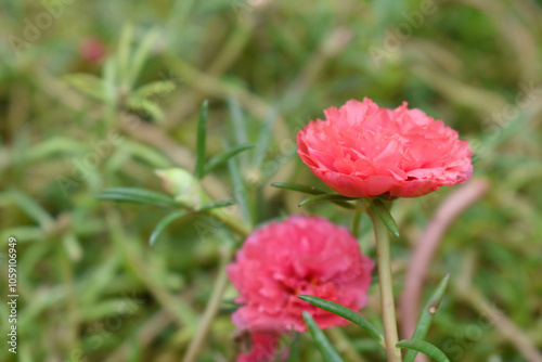 Portulaca grandiflora or moss rose purslane flower closeup, Closeup pink moss rose purslane (portulaca grandiflora) flowers in garden tropical, delicate dreamy of beauty of nature with green leaves