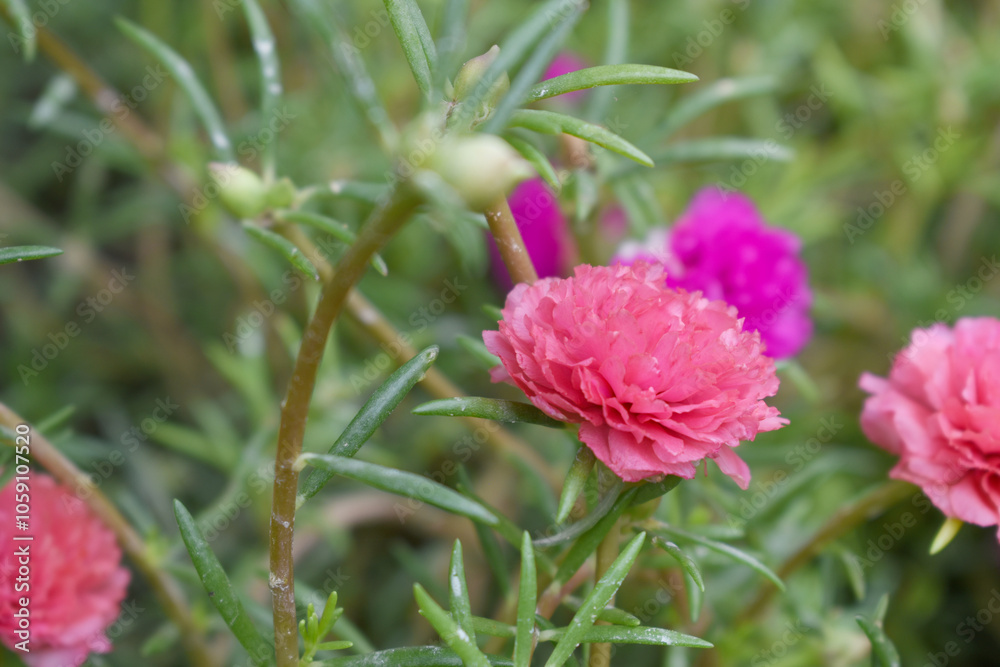 Portulaca grandiflora or moss rose purslane flower closeup, Closeup pink moss rose purslane (portulaca grandiflora) flowers in garden tropical, delicate dreamy of beauty of nature with green leaves Portulaca grandiflora or moss rose purslane flower closeup, Closeup pink moss rose purslane (portulaca grandiflora) flowers in garden tropical, delicate dreamy of beauty of nature with green leaves