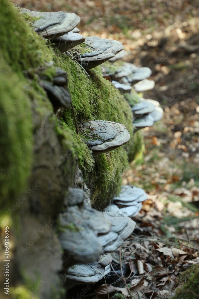 Obraz premium mushrooms growing on a fallen tree trunk in the forest in autumn