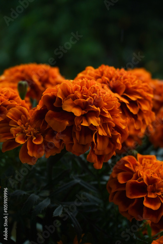 Flores de dia de muertos photo