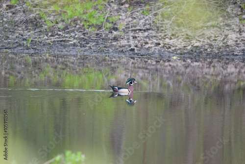 Wood Duck Drake swimming down stream