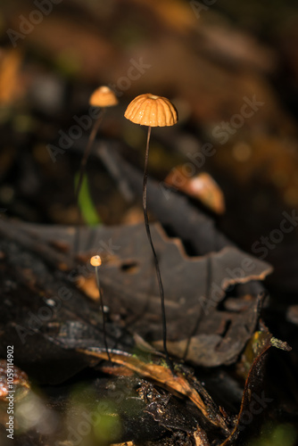 Marasmius sp. mushroom growing on a leaf - Sao Francisco de Paula, South of Brazil photo