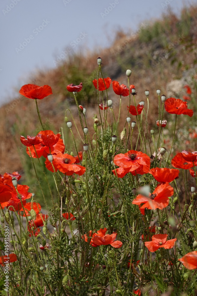 poppies in Pompeii poppies in Pompeii