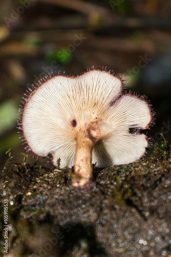 Mushroom Panus strigellus underside (hymenophore) in Sao Francisco de Paula, Brazil photo