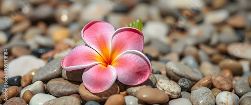 Pink  frangipani on Beach Stones: Serene beauty of a delicate pink  frangipani blossom resting on smooth beach stones, bathed in sunlight. A tranquil image evoking peace and relaxation.