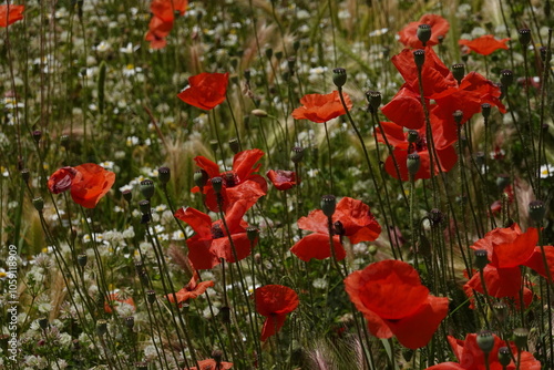 poppies in Pompeii