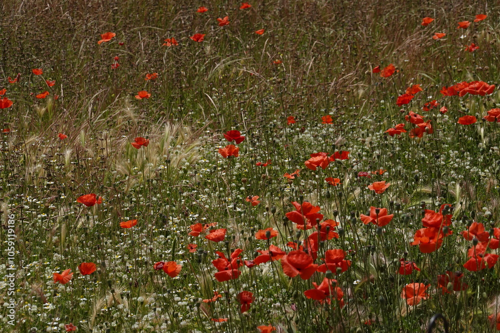 Fototapeta premium poppies in Pompeii