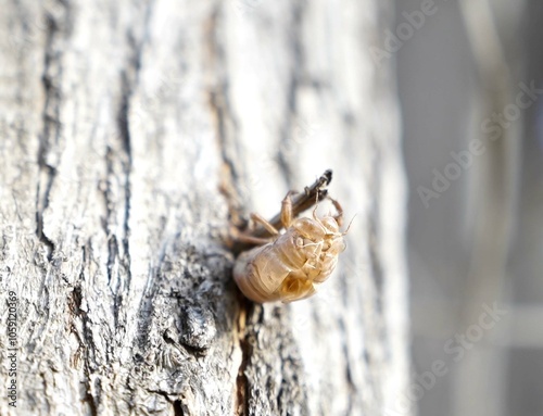 Cicada husk or cicada skin, Clinging to a pine tree