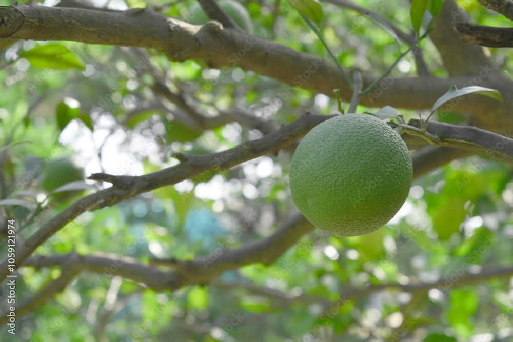 unripe green oranges on tree, close-up of a beautiful orange tree with green oranges, fruit hanging on a tree, Close-up of unripe oranges hanging on a tree, Chakwal, Punjab, Pakistan unripe green oranges on tree, close-up of a beautiful orange tree with green oranges, fruit hanging on a tree, Close-up of unripe oranges hanging on a tree, Chakwal, Punjab, Pakistan