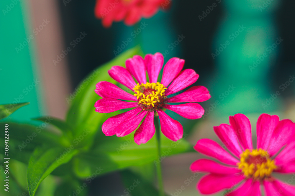 Obraz premium zinnia flower