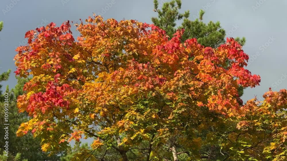 beautiful tree edge, red and yellow autumn tree on sunny day against blue sky landscape beautiful tree edge, red and yellow autumn tree on sunny day against blue sky landscape