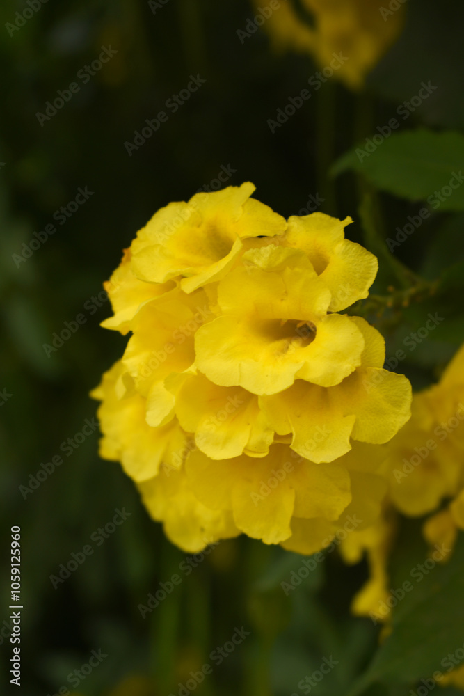 Yellow trumpetbush (Tecoma stans) Called Yellow bell or Yellow Elder Flower, trumpet flower, Beautiful bunch of yellow flowers closeup with green leaves Background, tecoma stans Yellow trumpetbush (Tecoma stans) Called Yellow bell or Yellow Elder Flower, trumpet flower, Beautiful bunch of yellow flowers closeup with green leaves Background, tecoma stans