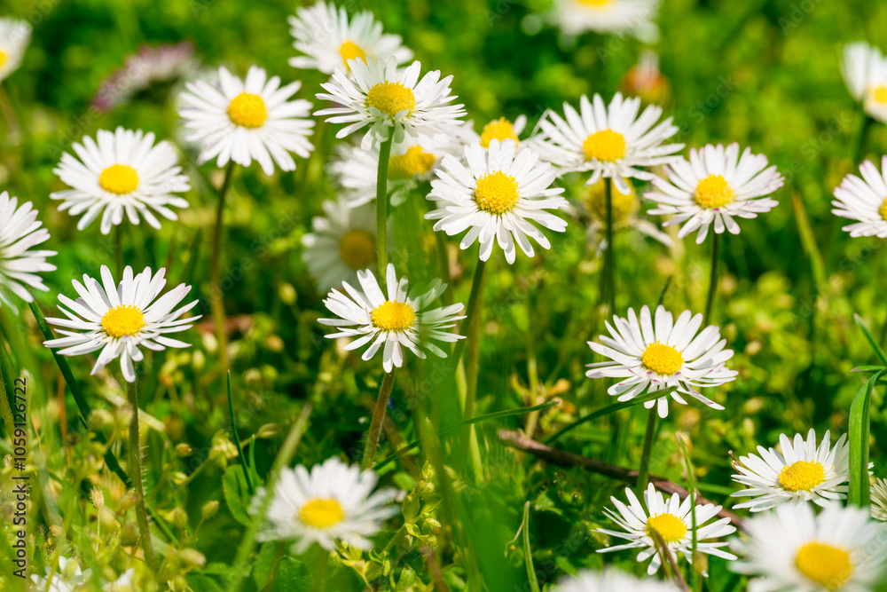 Beautiful chamomile flowers in meadow. Spring or summer nature scene Beautiful chamomile flowers in meadow. Spring or summer nature scene