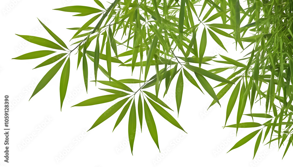 Fototapeta premium bamboo leaf is isolated on a white background