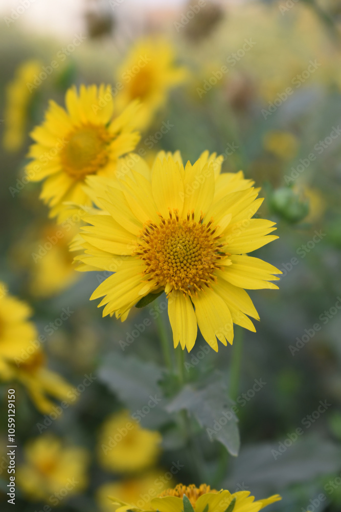 Golden Crownbeard (Also called Golden Crownbeard, Copen Daisy, golden crown beard) in the nature, Golden Crownbeard Flower closeup,Beautiful yellow flower closseup in nature Chakwal, Punjab, Pakistan Golden Crownbeard (Also called Golden Crownbeard, Copen Daisy, golden crown beard) in the nature, Golden Crownbeard Flower closeup,Beautiful yellow flower closseup in nature Chakwal, Punjab, Pakistan