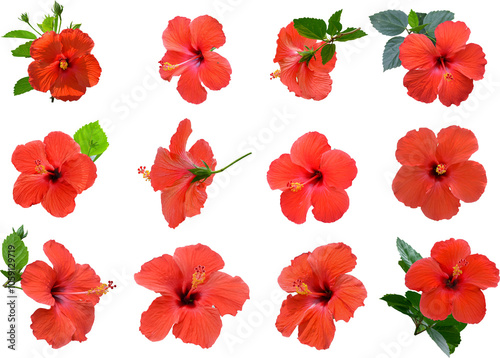 Red hibiscus flower isolated on white