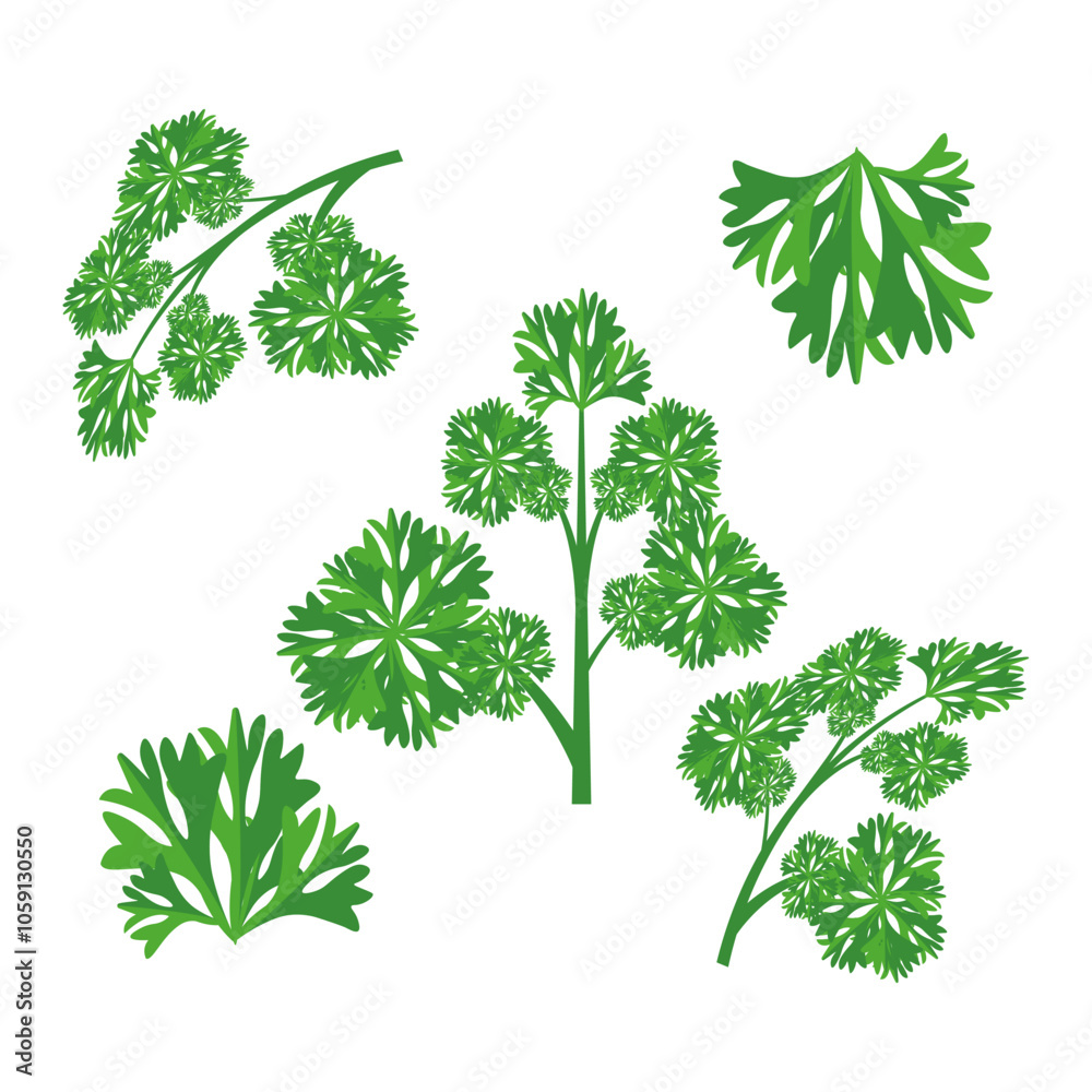 A sprigs of curly parsley. Part of my color flat set of the 15 best herbs for cooking. Greens on a white. Herbs for meat, fish, drinks and cocktails. For app, design, web, interface, ad. Vector EPS 10 A sprigs of curly parsley. Part of my color flat set of the 15 best herbs for cooking. Greens on a white. Herbs for meat, fish, drinks and cocktails. For app, design, web, interface, ad. Vector EPS 10