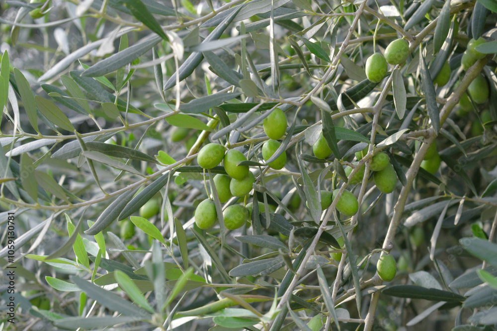 Fototapeta premium unripe green olives on tree closeup, Olive-tree branch with unripe green olives, olive tree plantation during harvest, unripe green olives on the tree with green leaves, Chakwal, Punjab, Pakistan