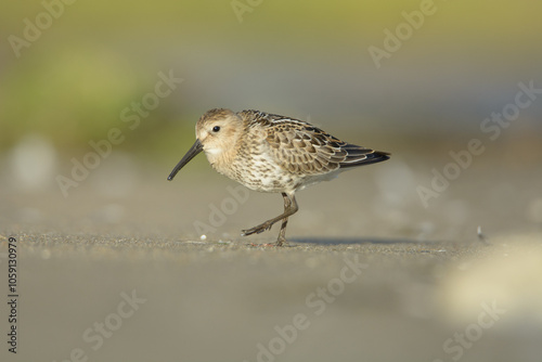 Dunlin photo