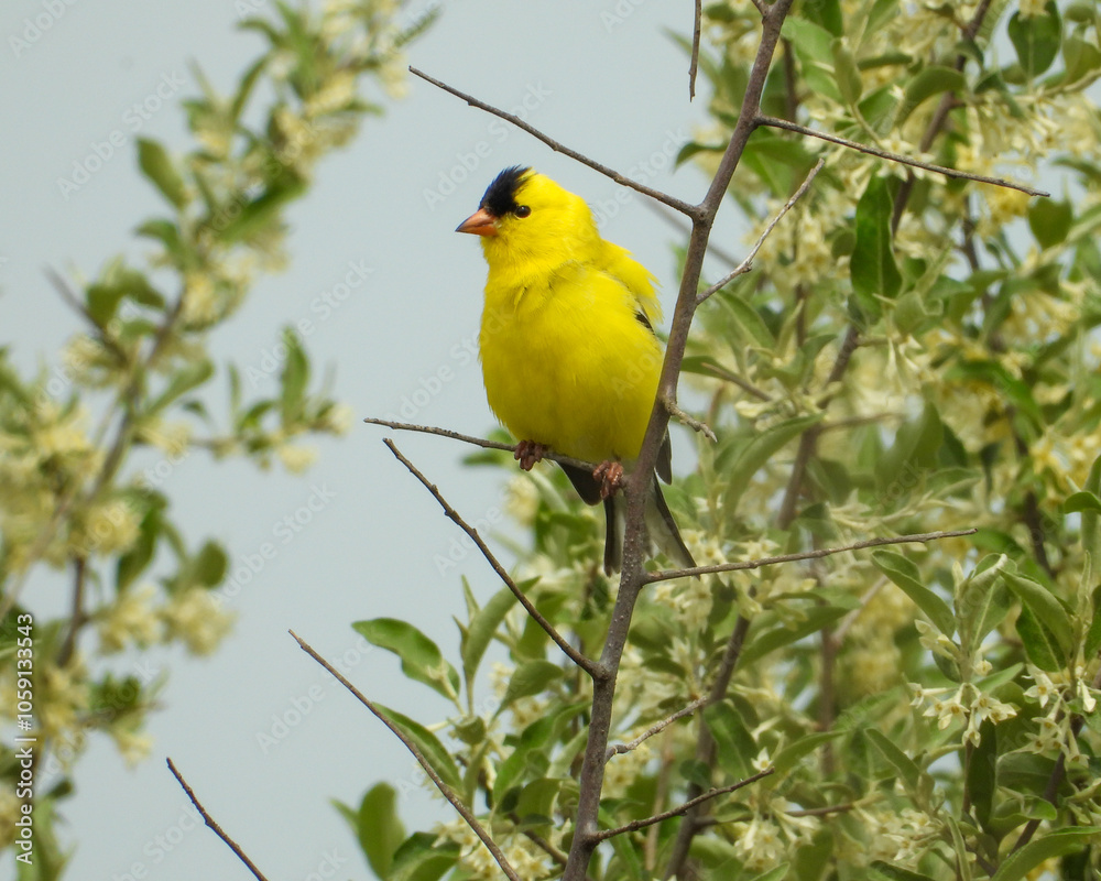 American Goldfinch | Spinus tristis | North American Backyard Bird | Yellow Finch American Goldfinch | Spinus tristis | North American Backyard Bird | Yellow Finch