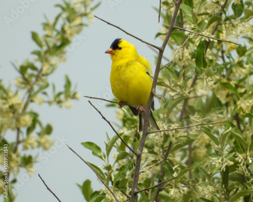 American Goldfinch | Spinus tristis | North American Backyard Bird | Yellow Finch