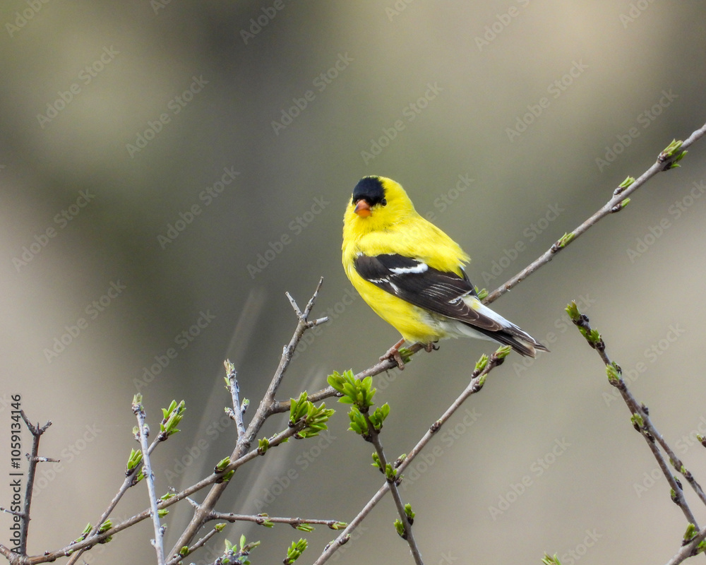 American Goldfinch | Spinus tristis | North American Backyard Bird | Yellow Finch American Goldfinch | Spinus tristis | North American Backyard Bird | Yellow Finch