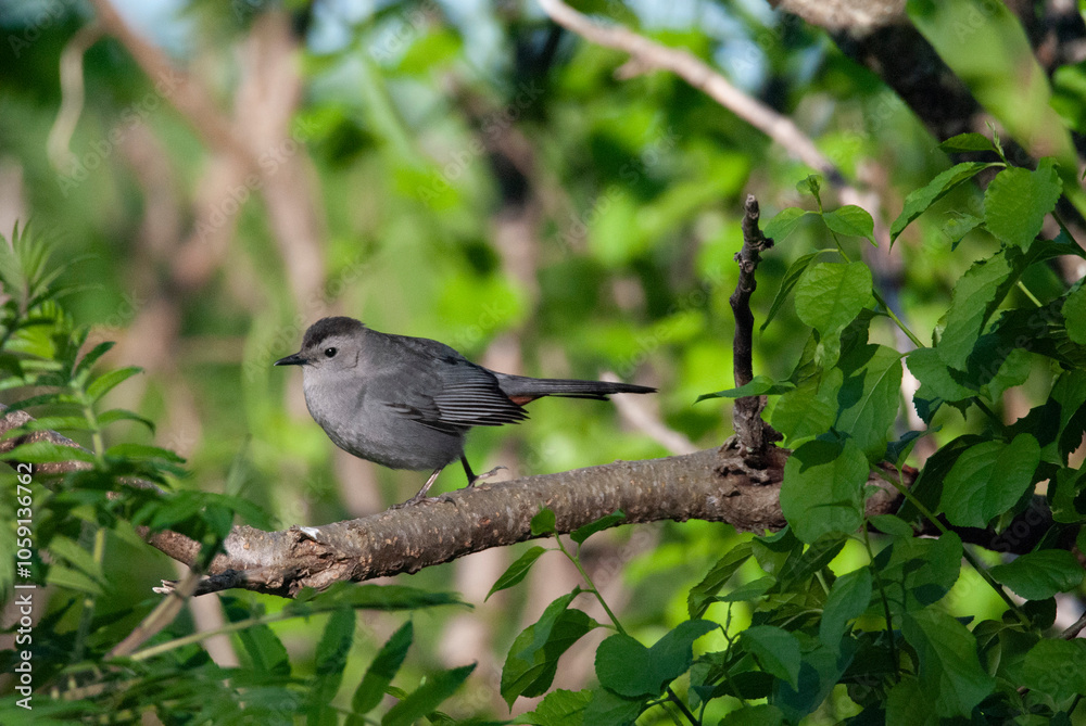 Medium songbird Gray Catbird jumping along a branch Medium songbird Gray Catbird jumping along a branch