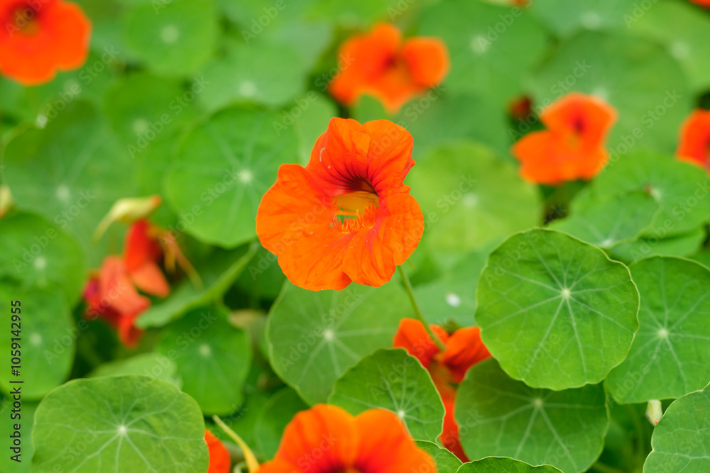 Garden nasturtium foliage and flowers Garden nasturtium foliage and flowers