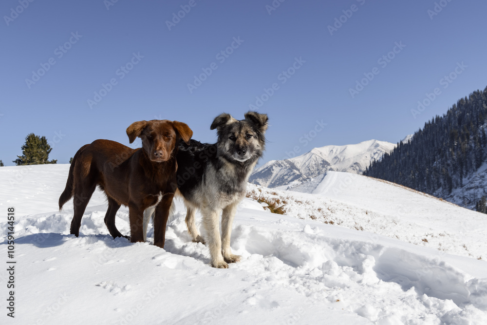 Two dogs stand in snow, looking at the camera. One is brown with a white chest mark, the other is gray, black, and white with a thick coat. Snowy mountains and a clear blue sky create a calm, wintery Two dogs stand in snow, looking at the camera. One is brown with a white chest mark, the other is gray, black, and white with a thick coat. Snowy mountains and a clear blue sky create a calm, wintery